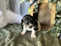 Brock, a male Miniature Dachshund for sale in Riverview, MI – 5 of 10