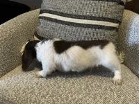 Shaggy, a male Miniature Dachshund for sale in Riverview, MI – 2 of 10
