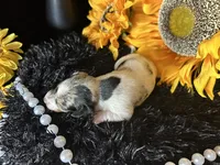 Daphne (On hold), a female Miniature Dachshund for sale in Riverview, MI – 5 of 10