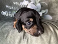 Ash, a male Miniature Dachshund for sale in Riverview, MI – 7 of 10