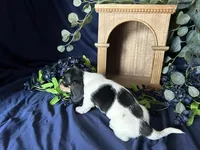 Fred , a male Miniature Dachshund for sale in Riverview, MI – 4 of 10