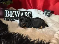 Ash, a male Miniature Dachshund for sale in Riverview, MI – 4 of 10