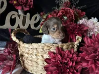 Shaggy, a male Miniature Dachshund for sale in Riverview, MI – 5 of 10
