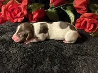Velma, a female Miniature Dachshund for sale in Riverview, MI – 8 of 10