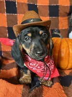 Ash, a male Miniature Dachshund for sale in Riverview, MI – 6 of 10