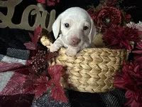 Casper, a male Miniature Dachshund for sale in Riverview, MI – 4 of 10