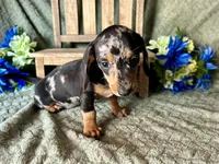 Beatrix , a female Miniature Dachshund for sale in Riverview, MI – 6 of 10