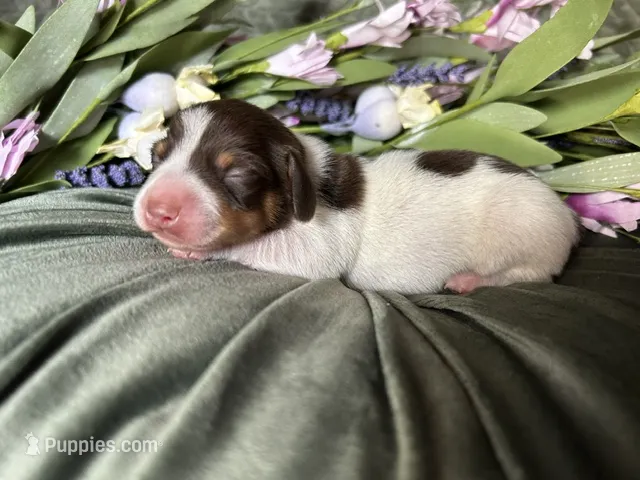 Velma – Miniature Dachshund puppy for sale in Riverview, MI