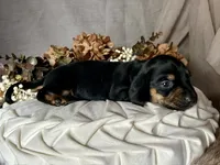 Ash, a male Miniature Dachshund for sale in Riverview, MI – 9 of 10