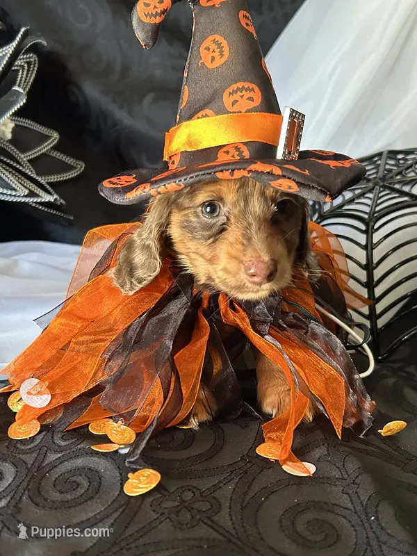 Misty – Miniature Dachshund puppy on hold in Riverview, MI