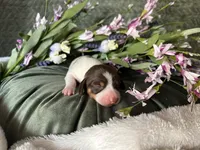 Velma, a female Miniature Dachshund for sale in Riverview, MI – 2 of 10