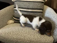 Shaggy, a male Miniature Dachshund for sale in Riverview, MI – 6 of 10