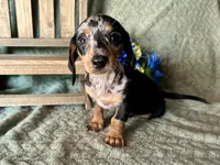 Beatrix , a female Miniature Dachshund for sale in Riverview, MI – 3 of 10