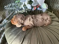 Misty, a female Miniature Dachshund for sale in Riverview, MI – 8 of 10