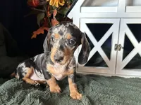 Beatrix, a female Miniature Dachshund for sale in Riverview, MI – 5 of 10