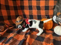 Brock, a male Miniature Dachshund for sale in Riverview, MI – 4 of 10