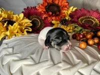 Brock, a male Miniature Dachshund for sale in Riverview, MI – 3 of 10