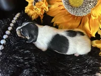 Fred, a male Miniature Dachshund for sale in Riverview, MI – 5 of 10