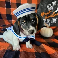 Brock, a male Miniature Dachshund for sale in Riverview, MI – 8 of 10
