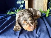 Scooby, a male Miniature Dachshund for sale in Riverview, MI – 8 of 10