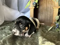 Brock, a male Miniature Dachshund for sale in Riverview, MI – 8 of 10