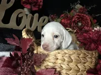Casper, a male Miniature Dachshund for sale in Riverview, MI – 2 of 10