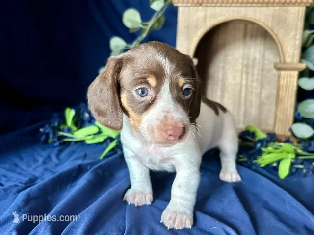 Velma  – Miniature Dachshund puppy on hold in Riverview, MI