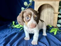 Velma , a female Miniature Dachshund for sale in Riverview, MI – 1 of 10