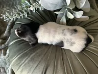 Brock, a male Miniature Dachshund for sale in Riverview, MI – 2 of 10