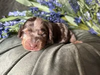 Scooby, a male Miniature Dachshund for sale in Riverview, MI – 4 of 10