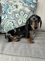 Beatrix , a female Miniature Dachshund for sale in Riverview, MI – 5 of 7