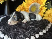 Fred, a male Miniature Dachshund for sale in Riverview, MI – 3 of 10