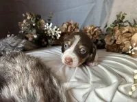 Velma, a female Miniature Dachshund for sale in Riverview, MI – 3 of 10