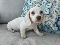 Casper, a male Miniature Dachshund for sale in Riverview, MI – 6 of 10