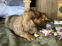 Misty, a female Miniature Dachshund for sale in Riverview, MI – 7 of 10