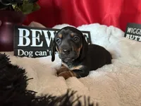 Ash, a male Miniature Dachshund for sale in Riverview, MI – 7 of 10