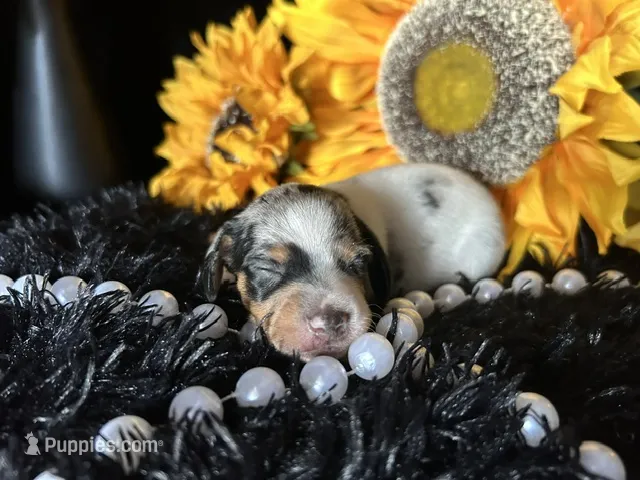 Daphne (On hold) – Miniature Dachshund puppy for sale in Riverview, MI