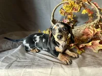 Beatrix, a female Miniature Dachshund for sale in Riverview, MI – 2 of 10