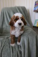 Spirit, a female Miniature Goldendoodle for sale in Salt Lake City, UT – Photo 2 of 8