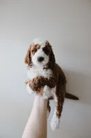 Spirit, a female Miniature Goldendoodle for sale in Salt Lake City, UT – Photo 1 of 8