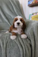 Spirit, a female Miniature Goldendoodle for sale in Salt Lake City, UT – Photo 6 of 8