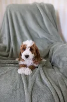 Spirit, a female Miniature Goldendoodle for sale in Salt Lake City, UT – Photo 5 of 8