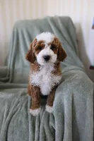 Spirit, a female Miniature Goldendoodle for sale in Salt Lake City, UT – Photo 3 of 8