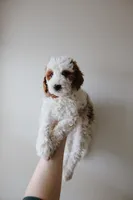 Rain, a female Miniature Goldendoodle for sale in Salt Lake City, UT – Photo 1 of 8