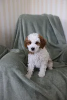 Rain, a female Miniature Goldendoodle for sale in Salt Lake City, UT – Photo 3 of 8