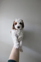 Rain, a female Miniature Goldendoodle for sale in Salt Lake City, UT – Photo 2 of 8