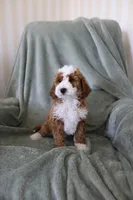 Spirit, a female Miniature Goldendoodle for sale in Salt Lake City, UT – Photo 4 of 8