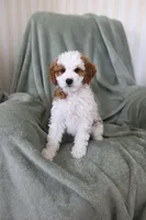 Rain, a female Miniature Goldendoodle for sale in Salt Lake City, UT – Photo 6 of 8