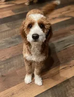 Rain, a female Miniature Goldendoodle for sale in Salt Lake City, UT – Photo 8 of 8