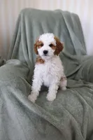Rain, a female Miniature Goldendoodle for sale in Salt Lake City, UT – Photo 5 of 8